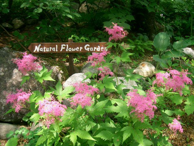 ロックガーデン