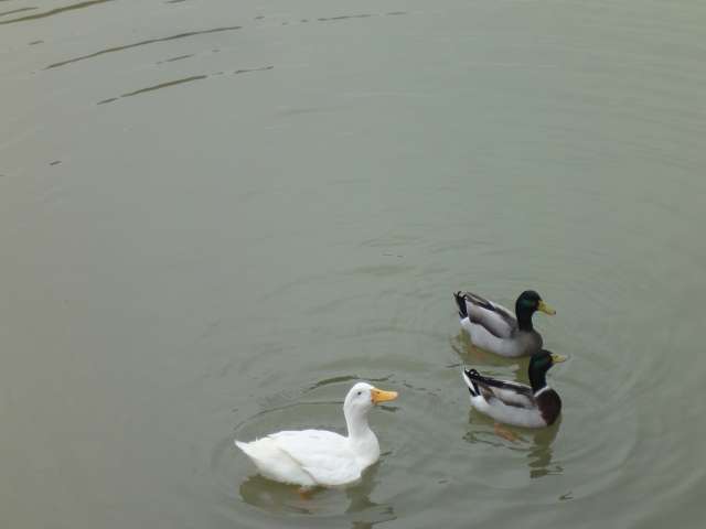 【江汐公園】江汐湖のアッヒー（アヒル）とかもさん