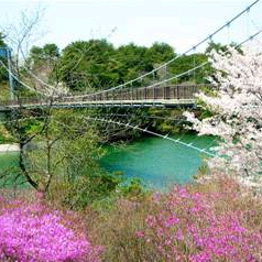 【江汐公園】江汐大橋&つつじ