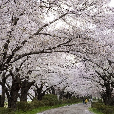 北上展勝地『みちのく三大桜名所』に選ばれています。