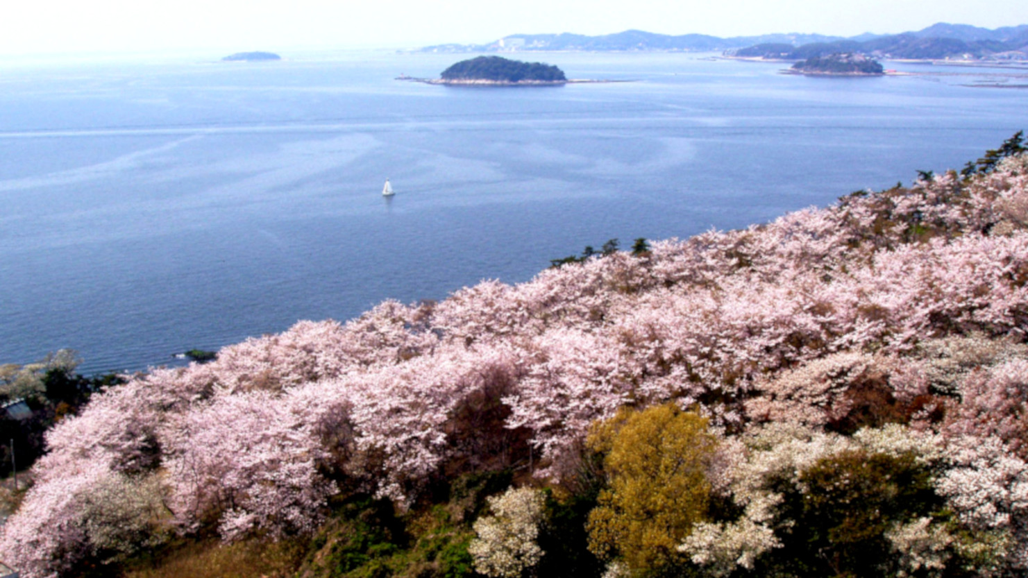 『西浦園地』桜の穴場当館徒歩２分♪