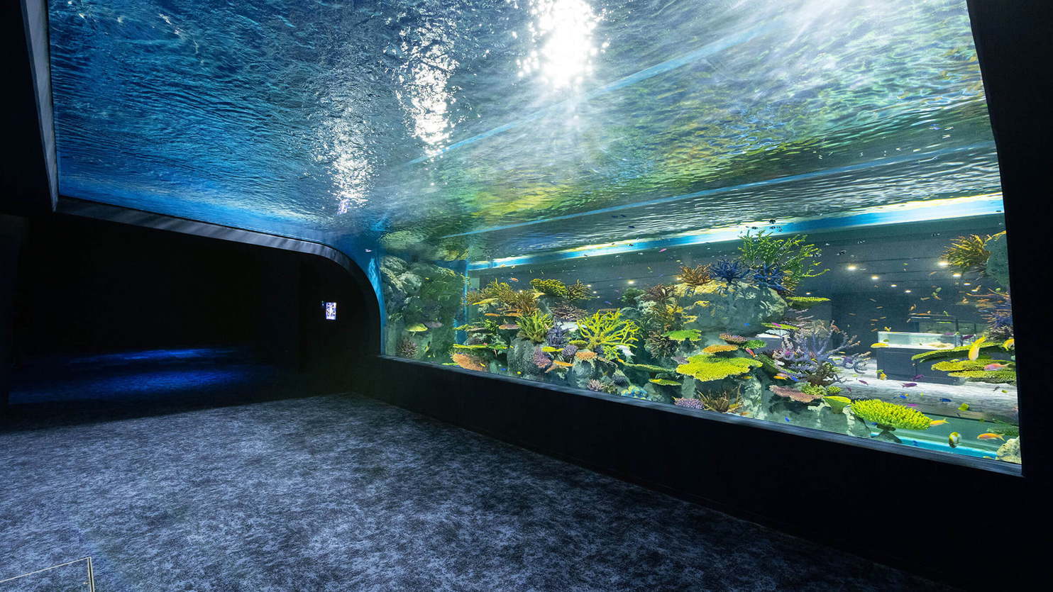 DMM水族館⑤