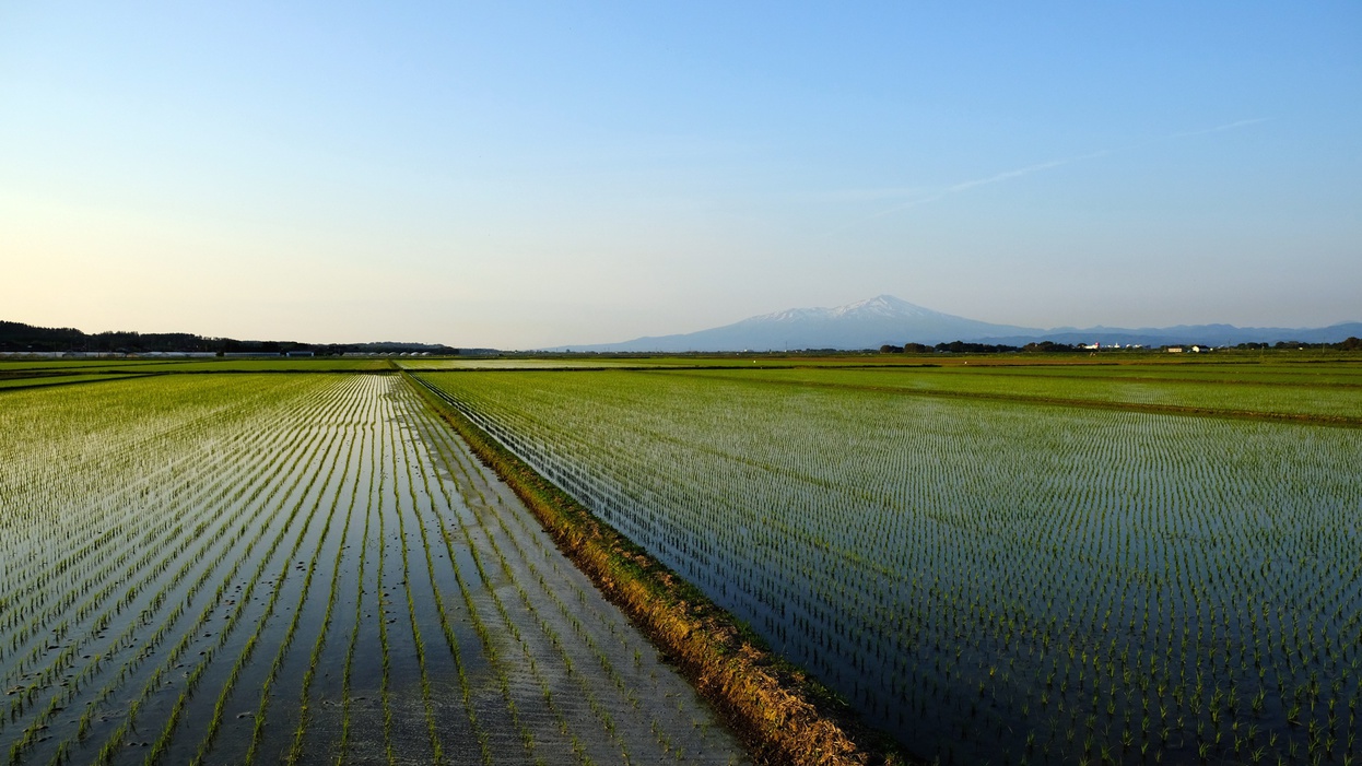 *庄内平野/田園風景に鳥海山がそびえたつ