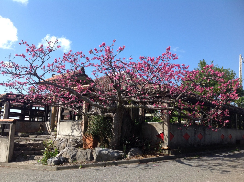 桜と赤瓦家