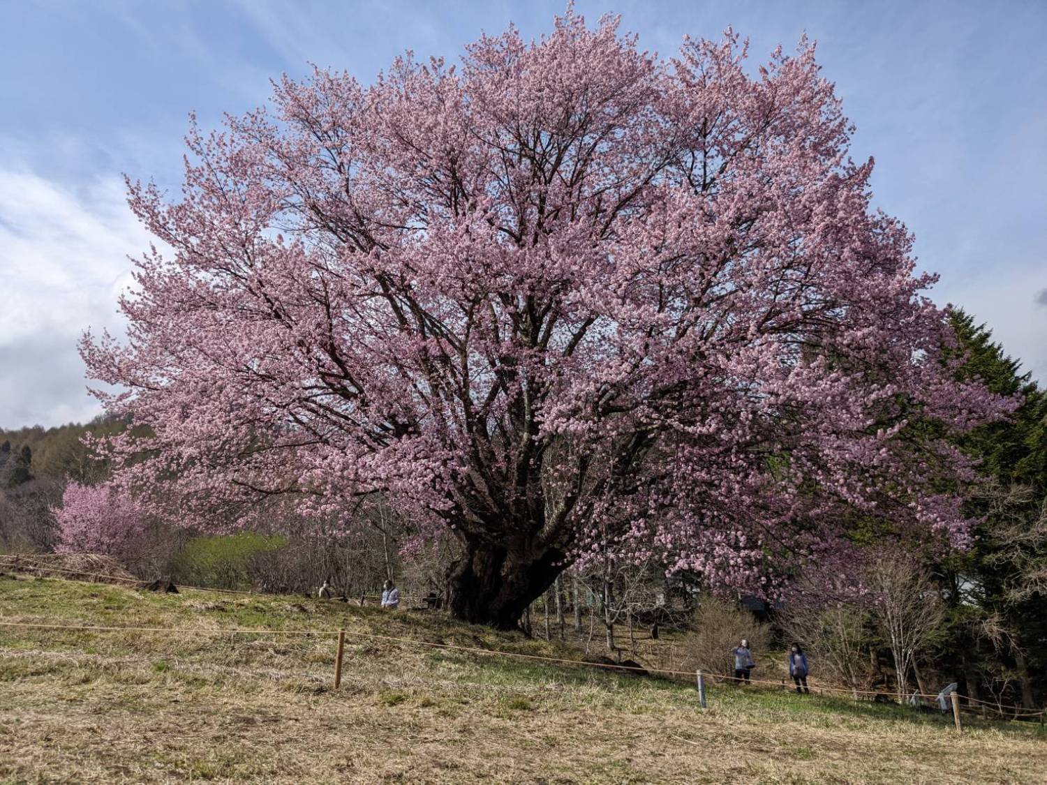 ・徒歩5分で満開の天王桜（てんのんざくら）