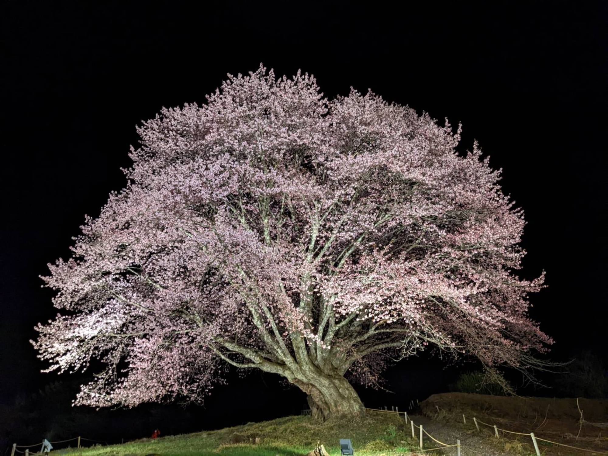 ・徒歩5分で満開の天王桜（てんのんざくら）／夜