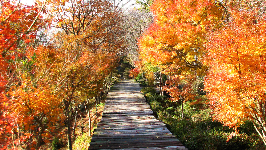 【周辺観光】伊豆パノラマパークの紅葉。