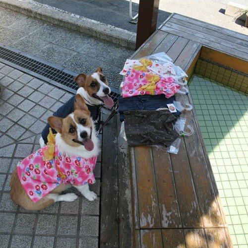 旅先ではワンちゃんも少しおめかし。可愛い浴衣とカッコいい甚平を着てワンちゃんにも素敵な夏の思い出を。