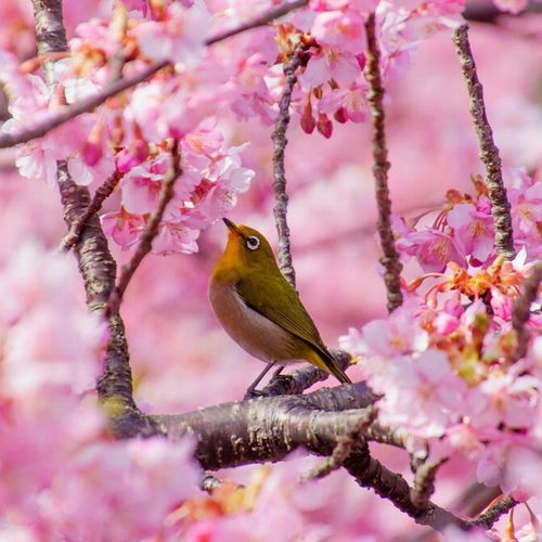 あたみ桜や大寒桜などの早咲きの桜の名所が徒歩数分圏内♪ひとあし早いお花見も楽しめちゃう♪