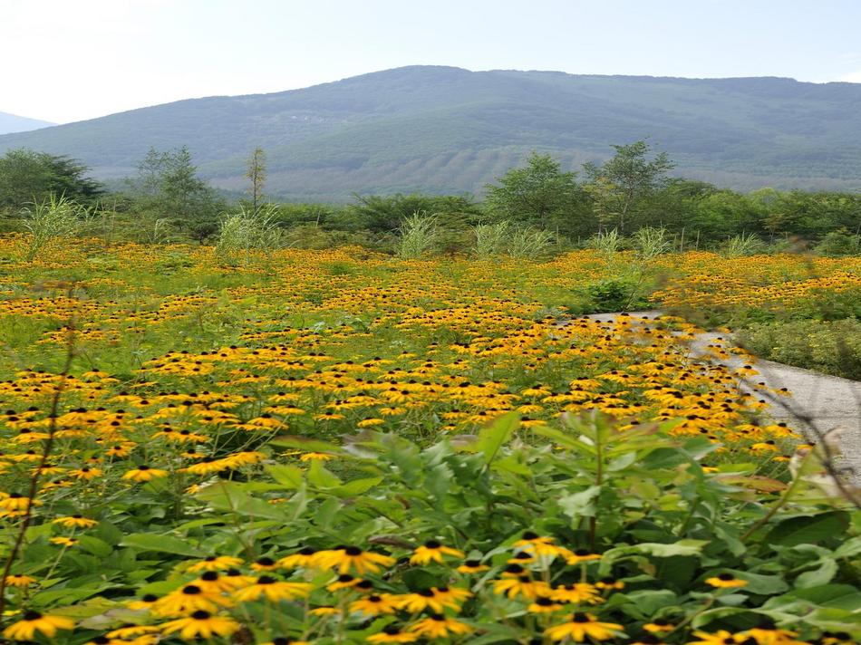 メドウガーデン