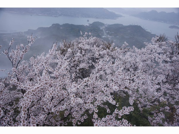 幻想的な積善山三千本桜