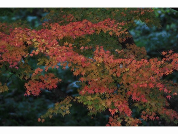 紅葉
