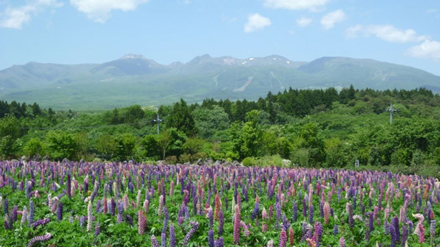 【自然】5月中旬〜新緑と那須連山