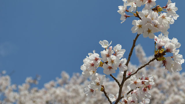 【自然】4月上旬黒磯公園桜