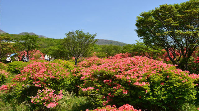 【自然】5月中旬〜下旬八幡のツツジが咲き誇る