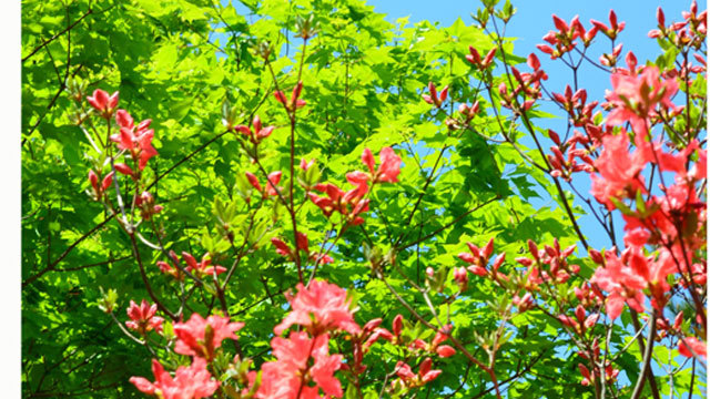【自然】5月中旬〜下旬那須高原で広がる新緑
