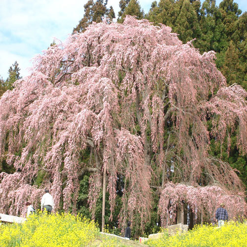 三春の滝桜
