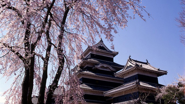 松本周辺の桜の見ごろは例年4月上旬〜中旬