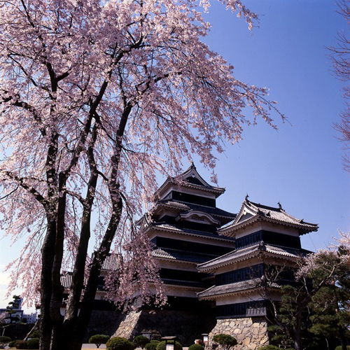 松本周辺の桜の見ごろは例年4月上旬〜中旬