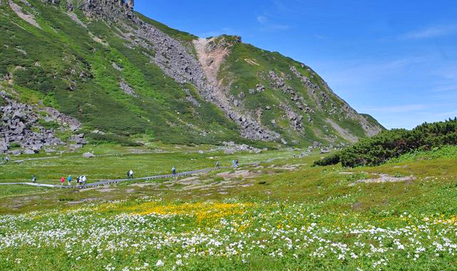高山植物の宝庫畳平のお花畑