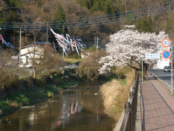 滝川と桜と鯉のぼり