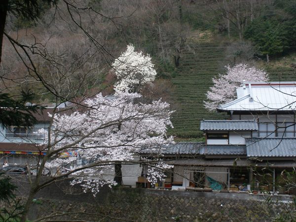 滝本地区の茶畑と桜
