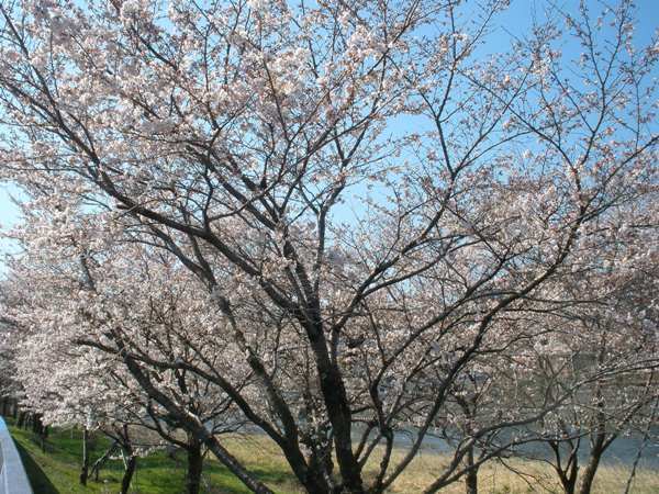 久慈川と桜