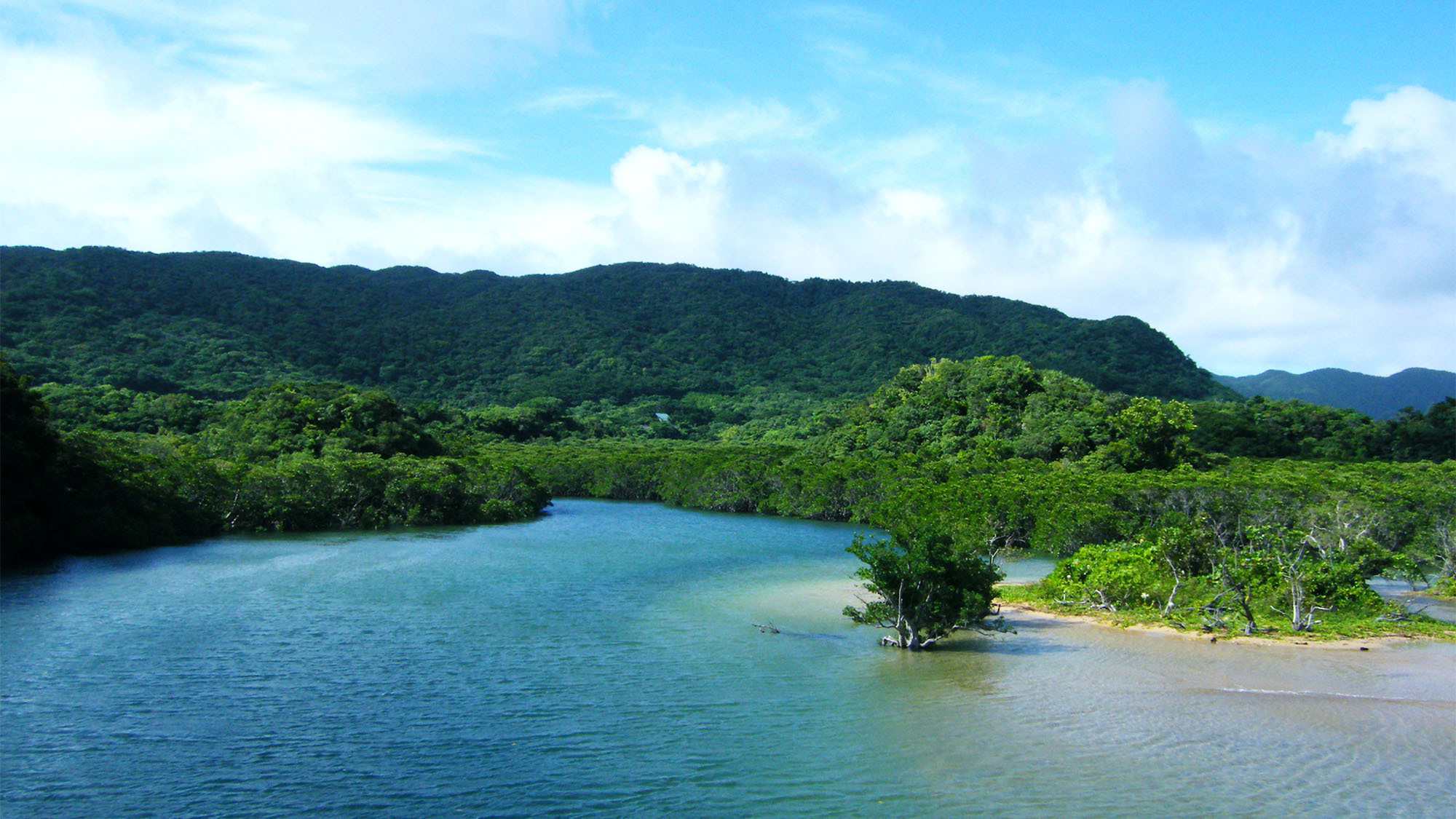 ・【吹通川】島随一のリアルジャングルと称されるマングローブ川