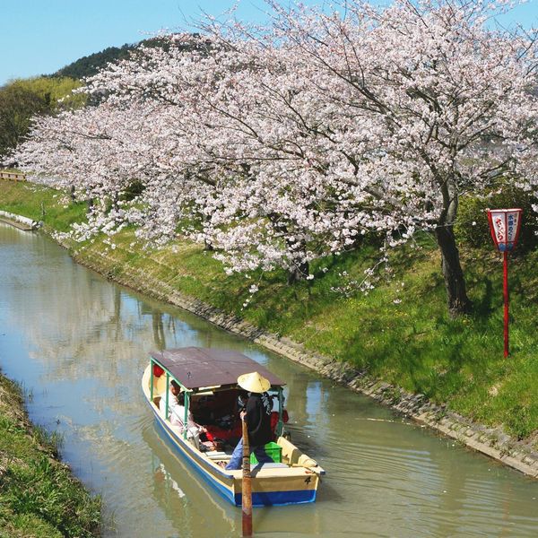 春の水郷めぐり