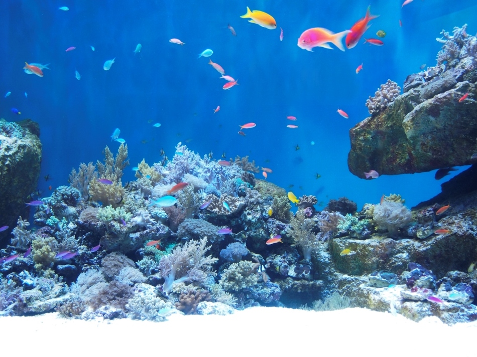 うみの杜水族館