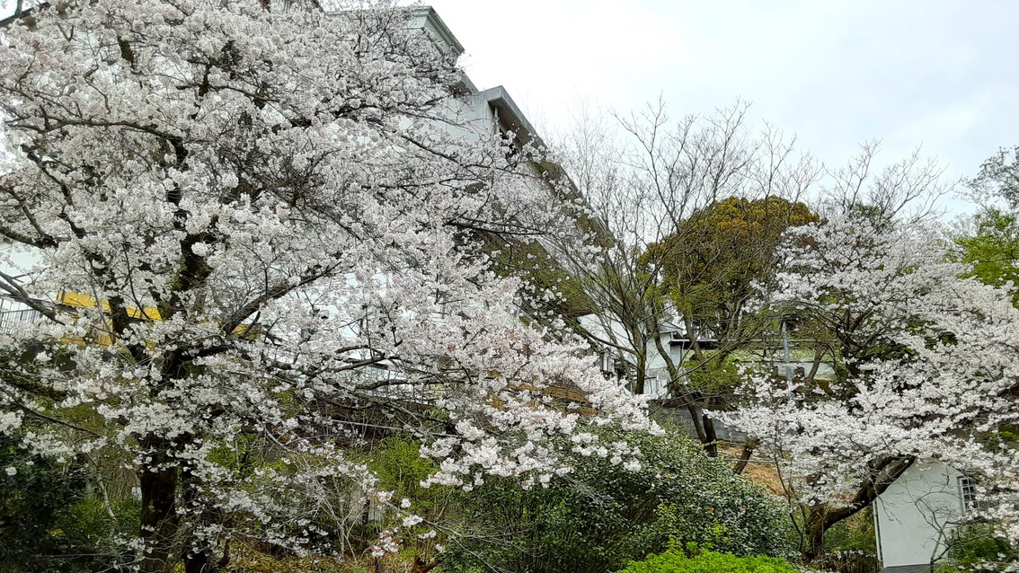 春には駐車場の桜が綺麗に咲き誇ります。
