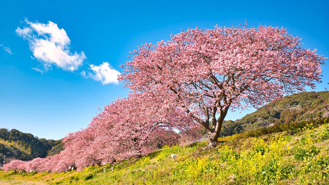 【南伊豆】河津桜と菜の花のコラボレーション