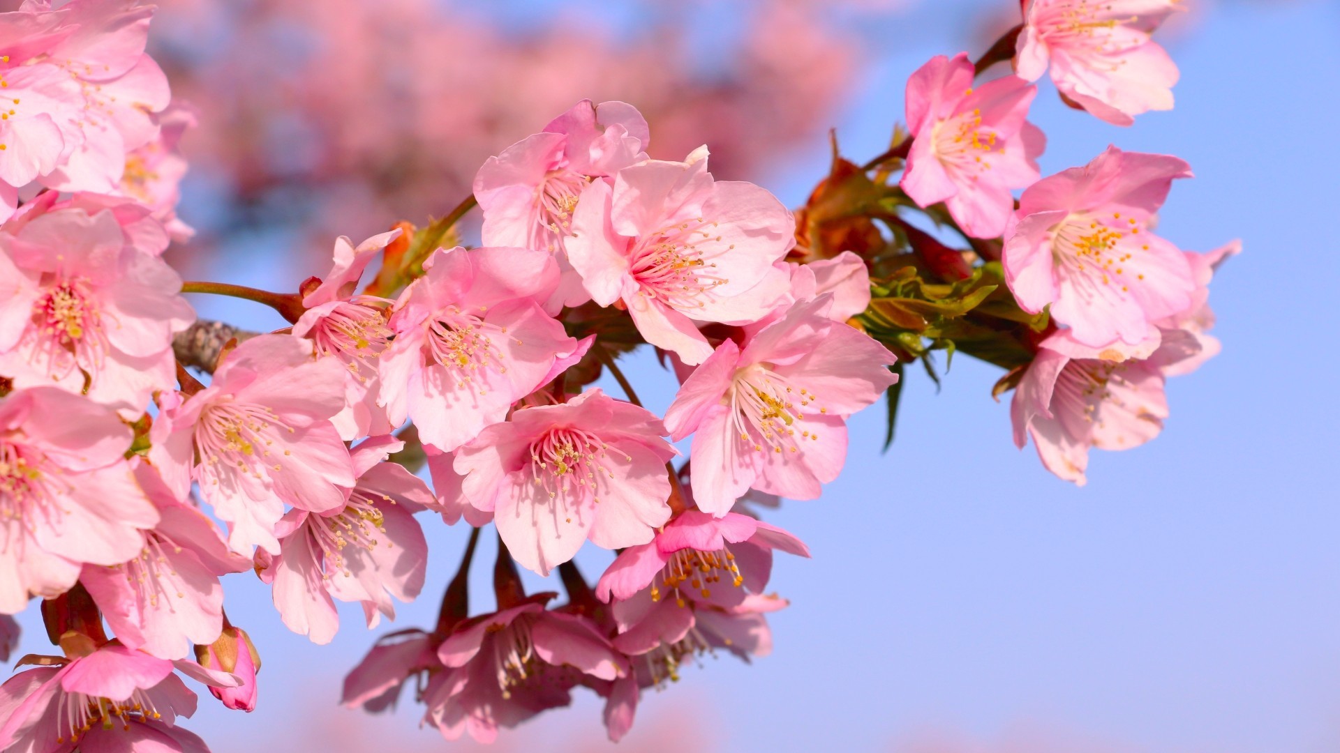 河津桜まつり会場までは当館から車で1時間