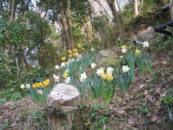 裏山のお花