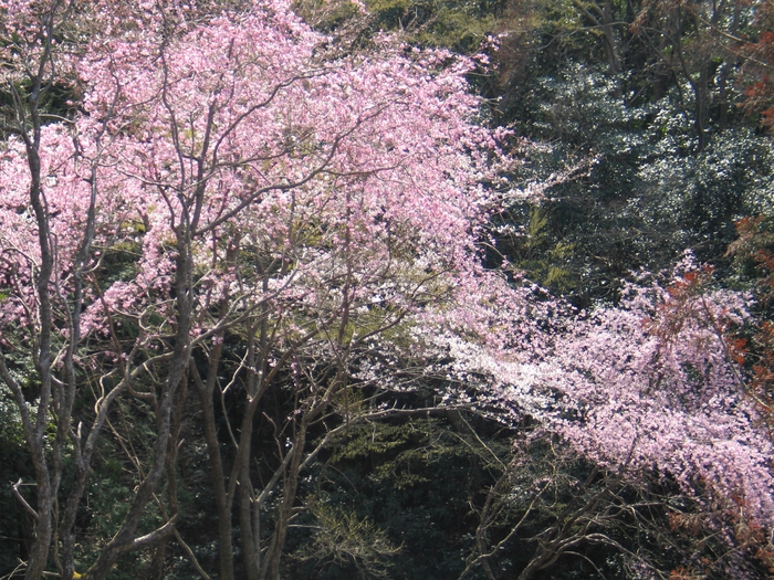 当館の桜
