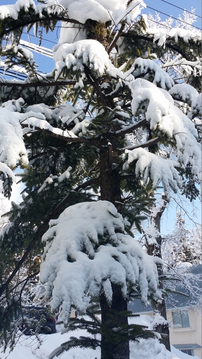 雪の花シリーズ