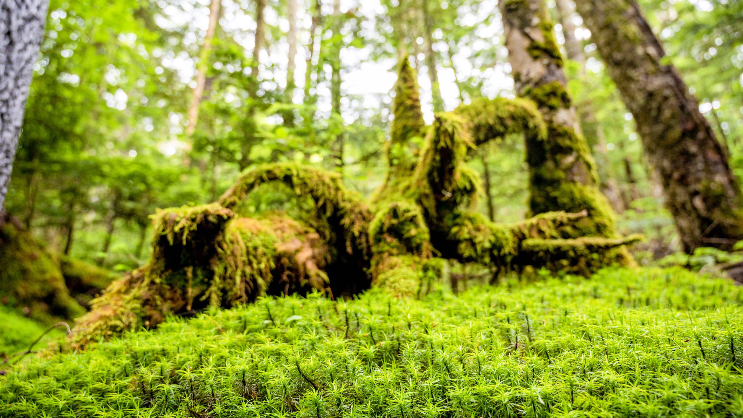 【周辺観光】神秘の苔の森八ヶ岳周辺には苔スポットがたくさんあります