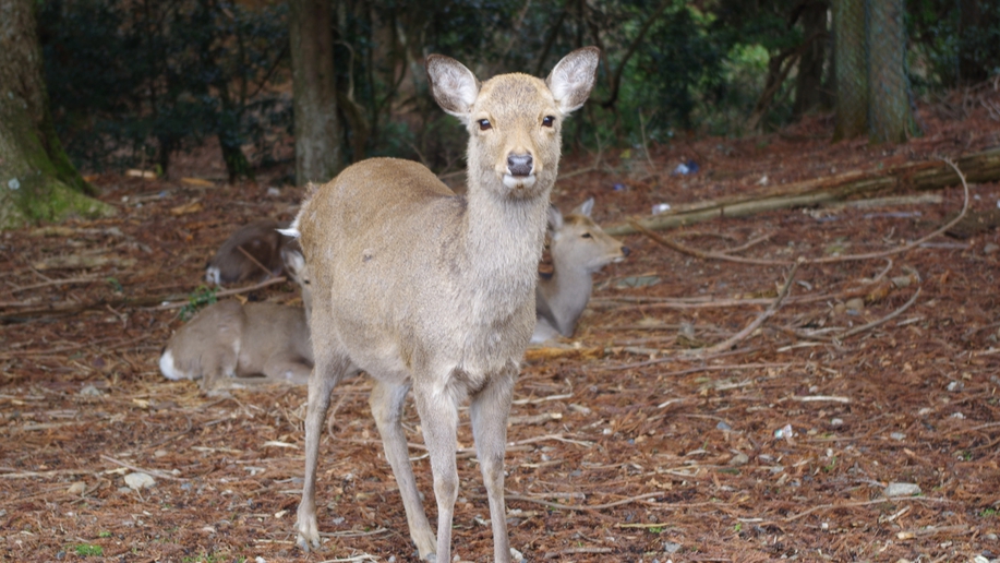 Hatago Hasegawa Image 5, Nara, Japan