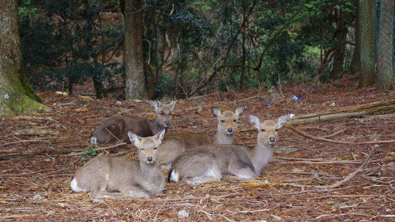 *奈良と言えば…;鹿！近くでたくさん見れます