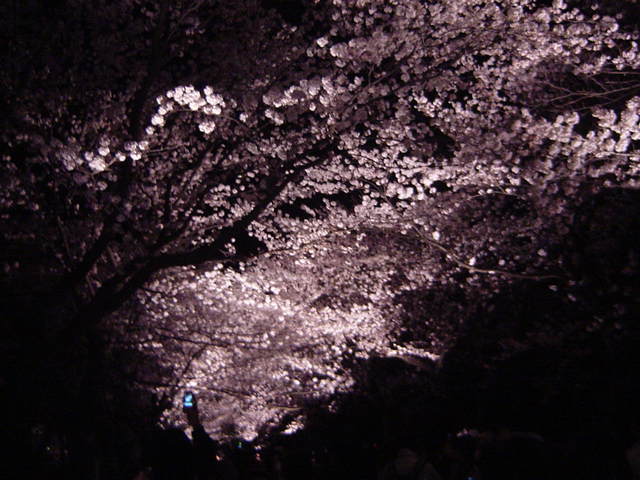 高田の夜桜
