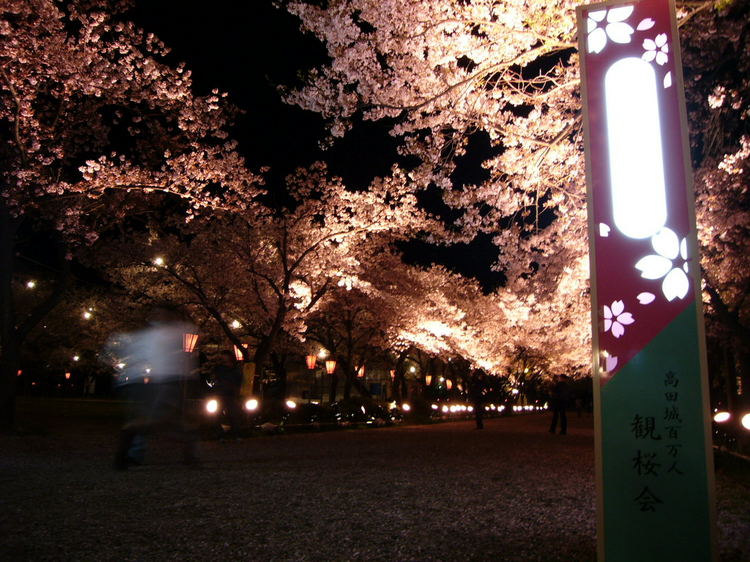 高田夜桜07-1