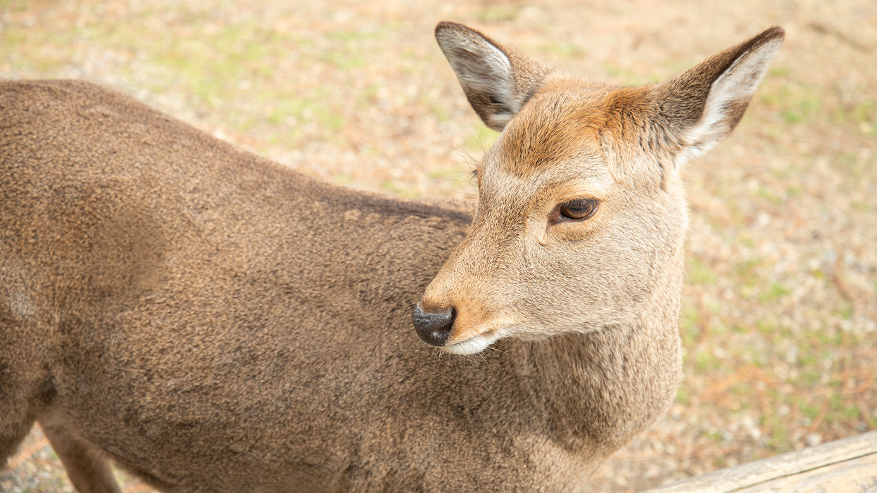 *【奈良公園の鹿】歩いたり寝たり、自由に過ごす鹿たち