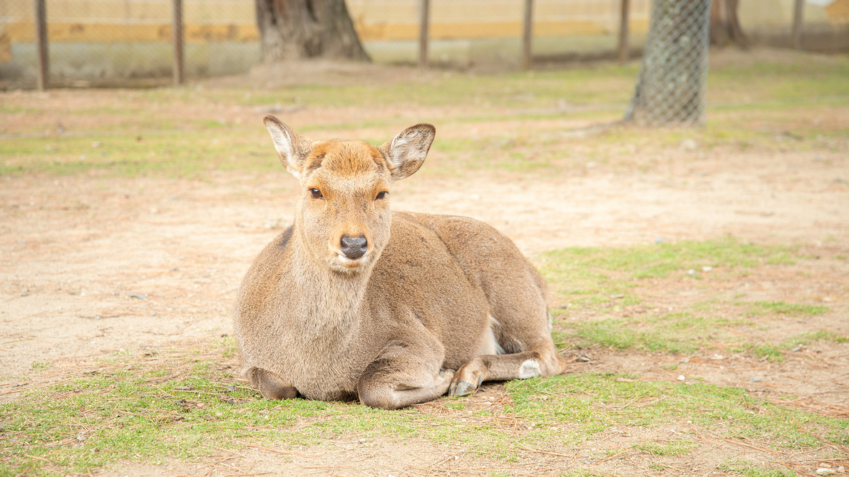 *【奈良公園の鹿】歩いたり寝たり、自由に過ごす鹿たち