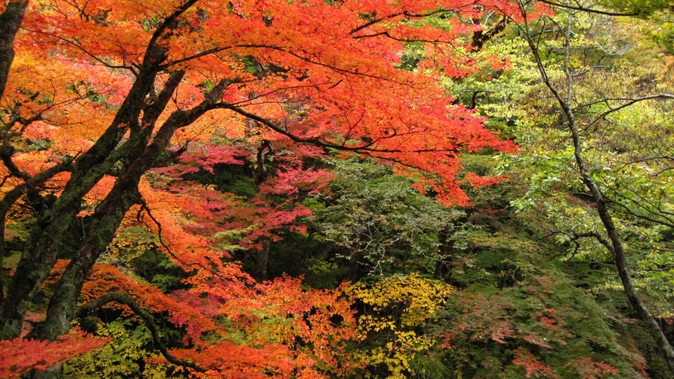 *小田深山の紅葉紅葉の遊歩道をゆっくり散策。20種類以上の紅葉で彩られます！