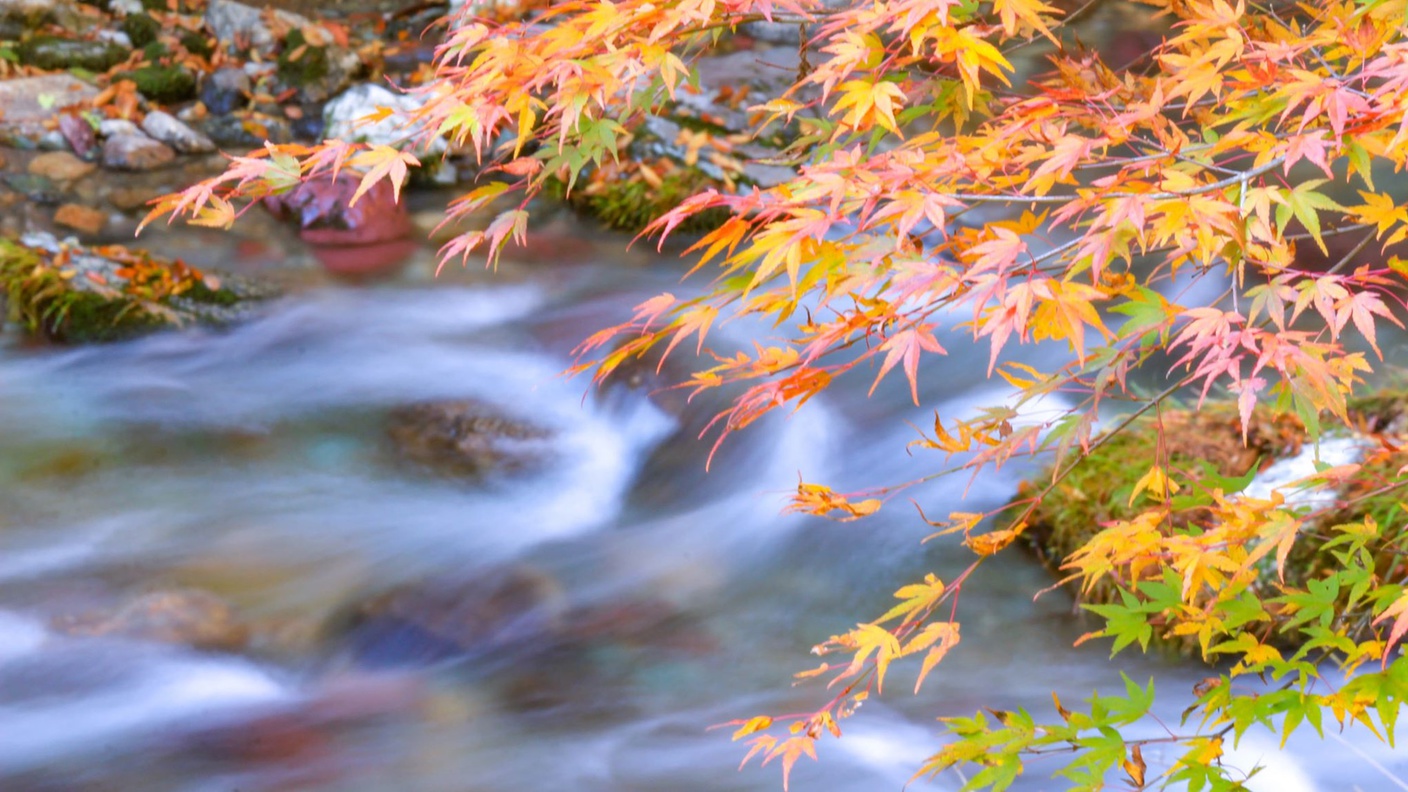 *小田深山の紅葉紅葉の遊歩道をゆっくり散策。20種類以上の紅葉で彩られます！