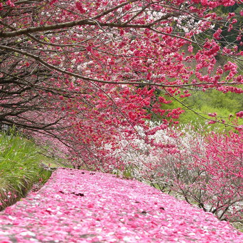 花桃の里