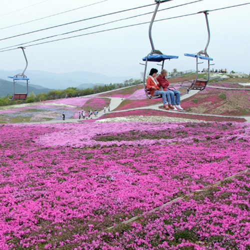 芝桜 茶臼山高原