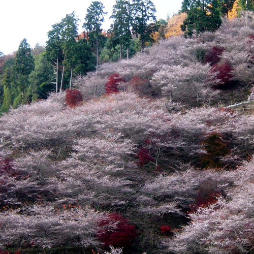 四季桜 豊田市小原地区