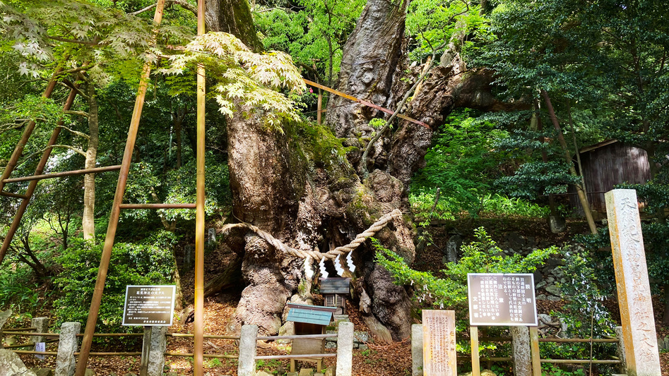 葛見神社大楠