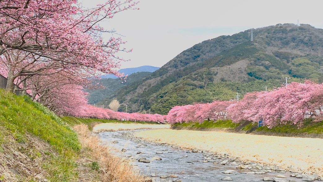 河津桜